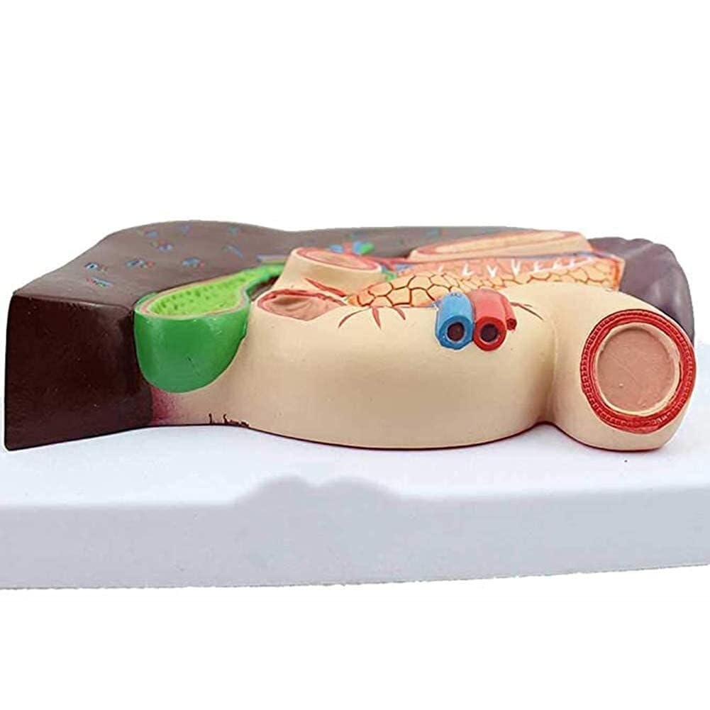 KANGJIEM Human Digestive System Anatomy Model - Life-Size Stomach, Liver, Gallbladder, Pancreas, Spleen, Duodenum, etc