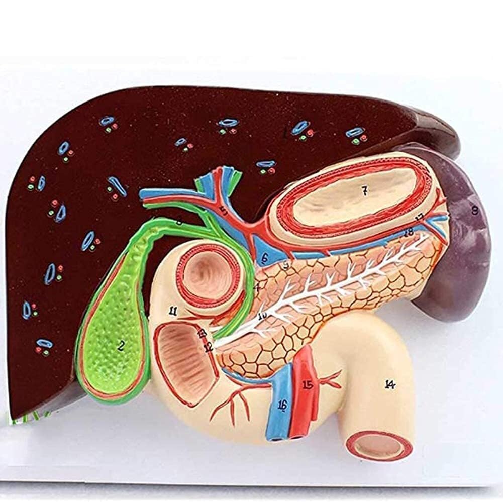 KANGJIEM Human Digestive System Anatomy Model - Life-Size Stomach, Liver, Gallbladder, Pancreas, Spleen, Duodenum, etc