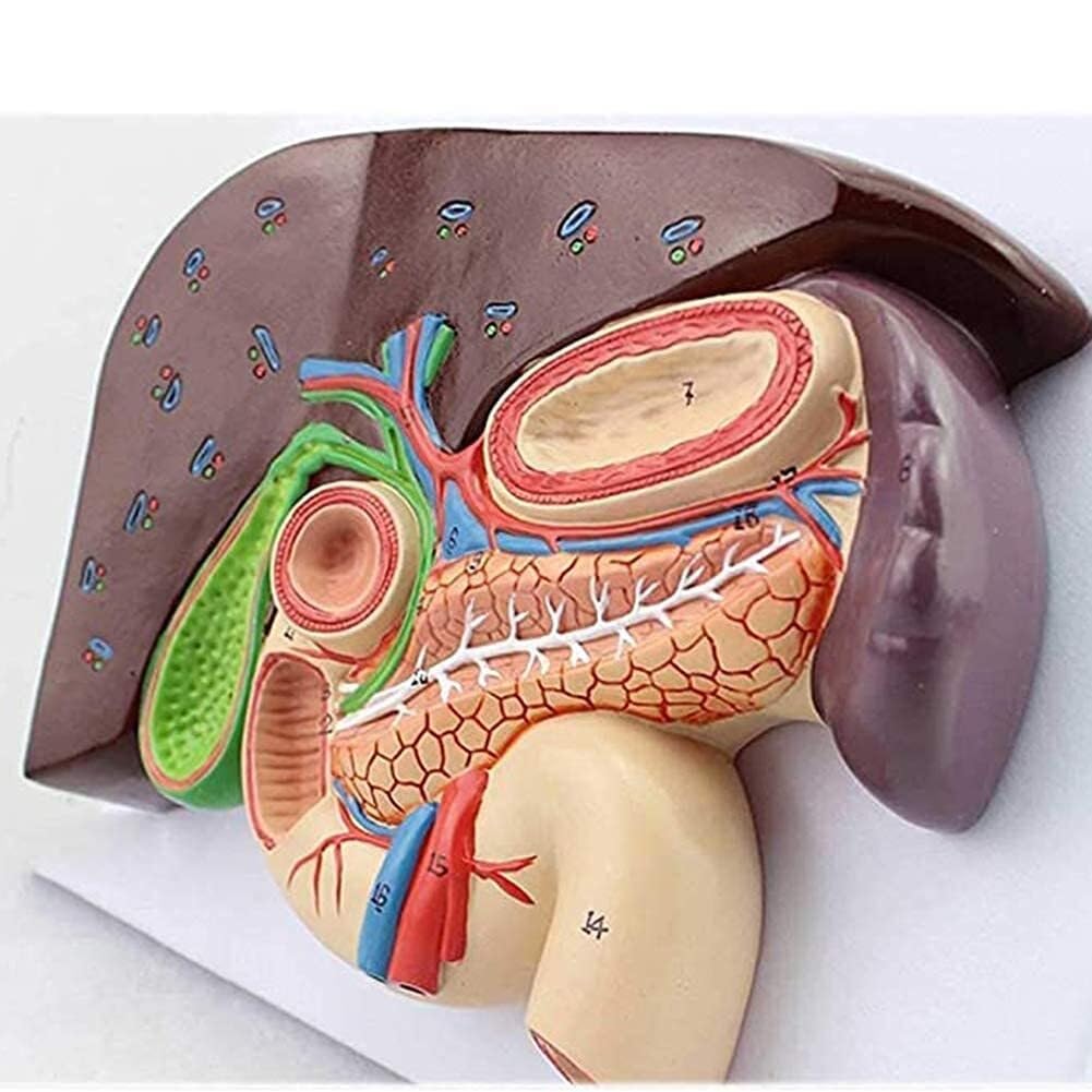 KANGJIEM Human Digestive System Anatomy Model - Life-Size Stomach, Liver, Gallbladder, Pancreas, Spleen, Duodenum, etc