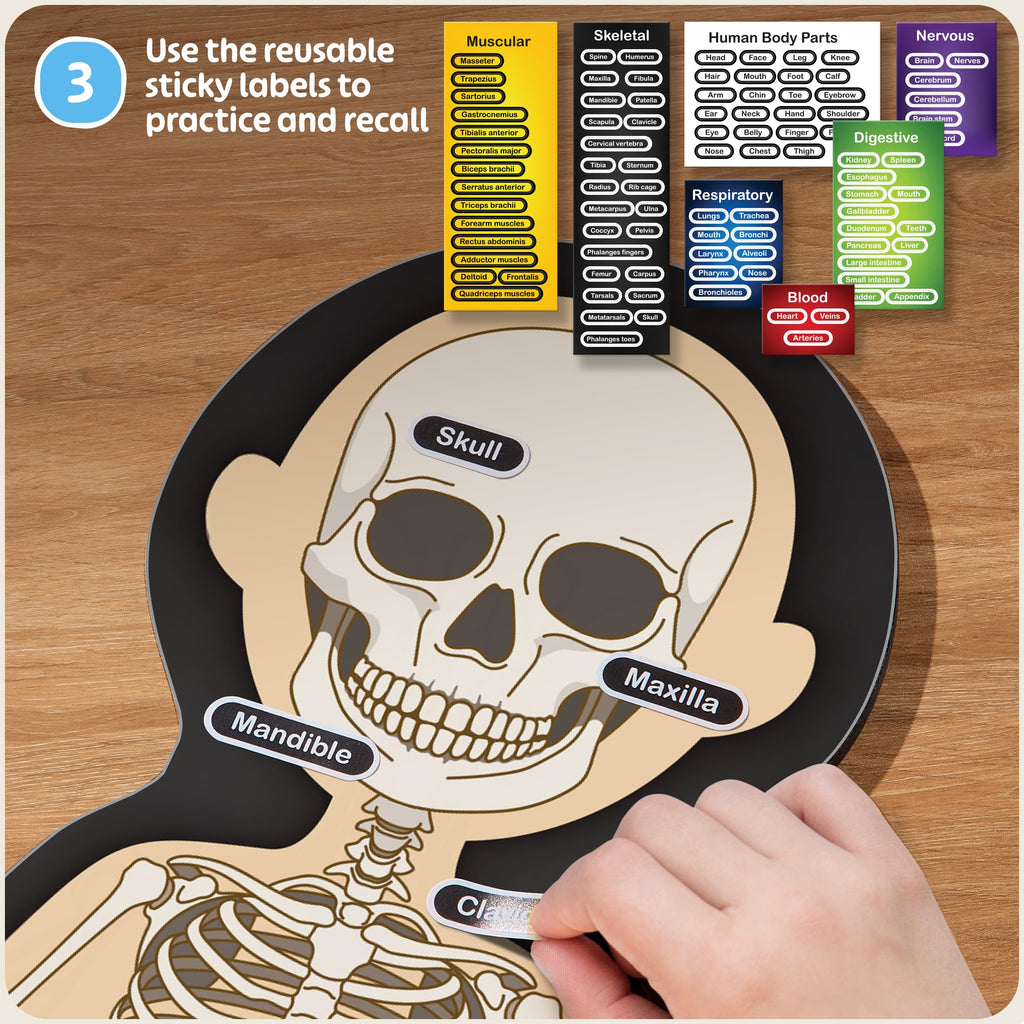 MyBODY Large Human Body Anatomy Model for Kids & Teens - Bottom-to-Top Magnetic Assembly Toy & Educational Learning Kit with Skeleton Base, 7 Puzzle Layers incl. Muscular, Digestive & Nervous Systems