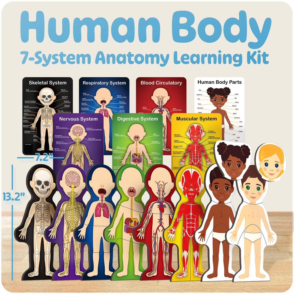 MyBODY Large Human Body Anatomy Model for Kids & Teens - Bottom-to-Top Magnetic Assembly Toy & Educational Learning Kit with Skeleton Base, 7 Puzzle Layers incl. Muscular, Digestive & Nervous Systems