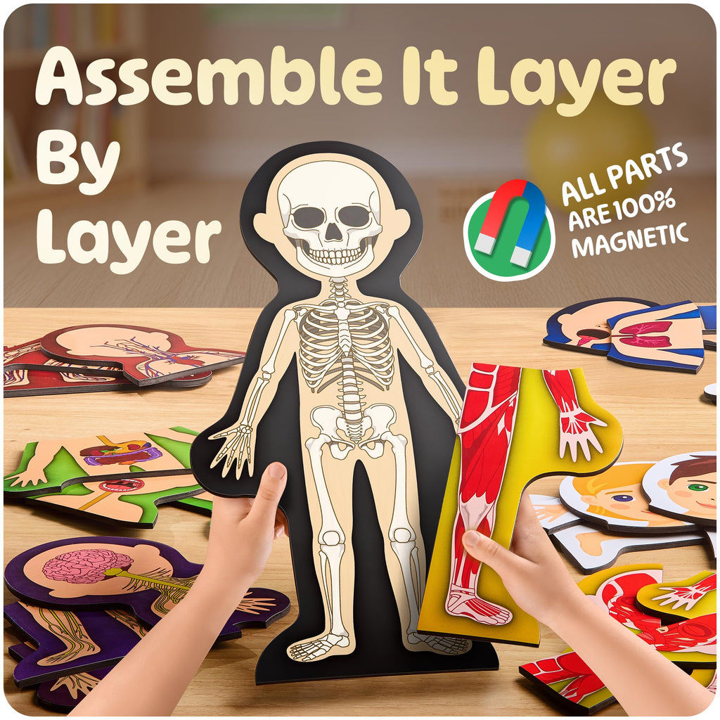MyBODY Large Human Body Anatomy Model for Kids & Teens - Bottom-to-Top Magnetic Assembly Toy & Educational Learning Kit with Skeleton Base, 7 Puzzle Layers incl. Muscular, Digestive & Nervous Systems