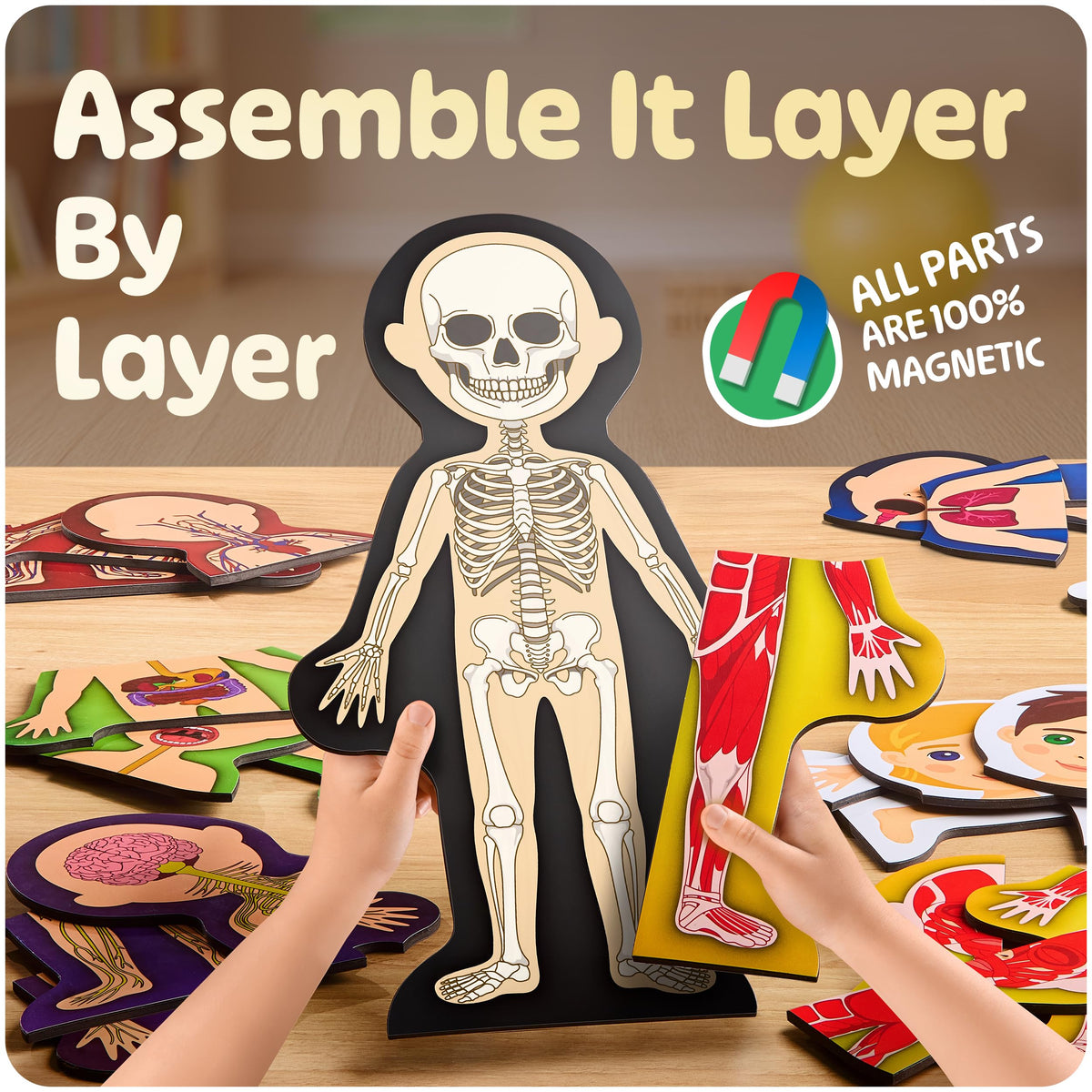 MyBODY Large Human Body Anatomy Model for Kids & Teens - Bottom-to-Top Magnetic Assembly Toy & Educational Learning Kit with Skeleton Base, 7 Puzzle Layers incl. Muscular, Digestive & Nervous Systems