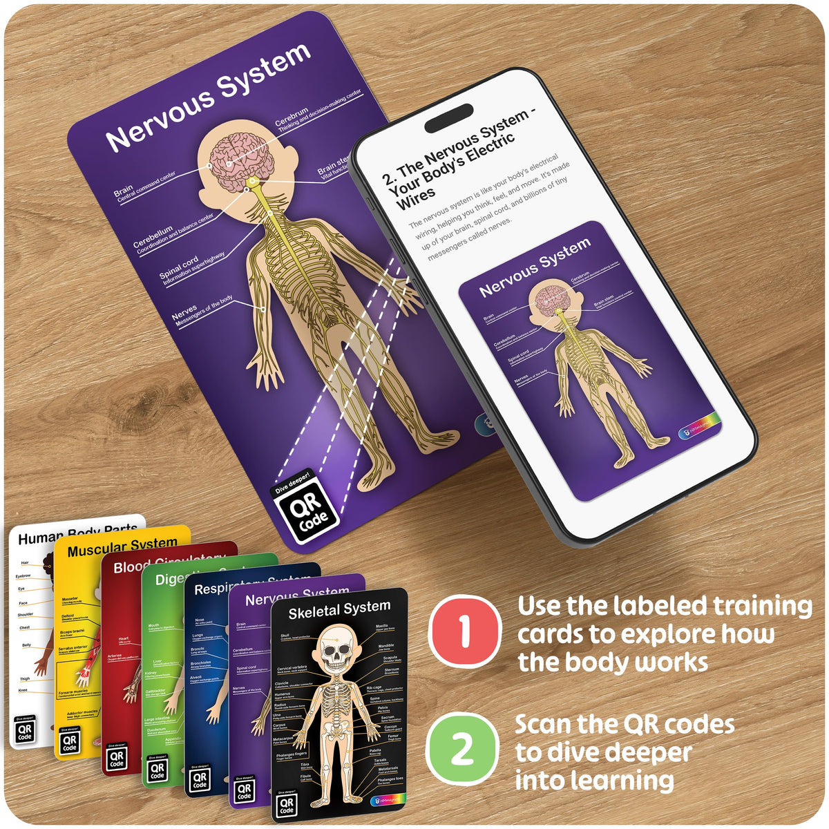 MyBODY Large Human Body Anatomy Model for Kids & Teens - Bottom-to-Top Magnetic Assembly Toy & Educational Learning Kit with Skeleton Base, 7 Puzzle Layers incl. Muscular, Digestive & Nervous Systems